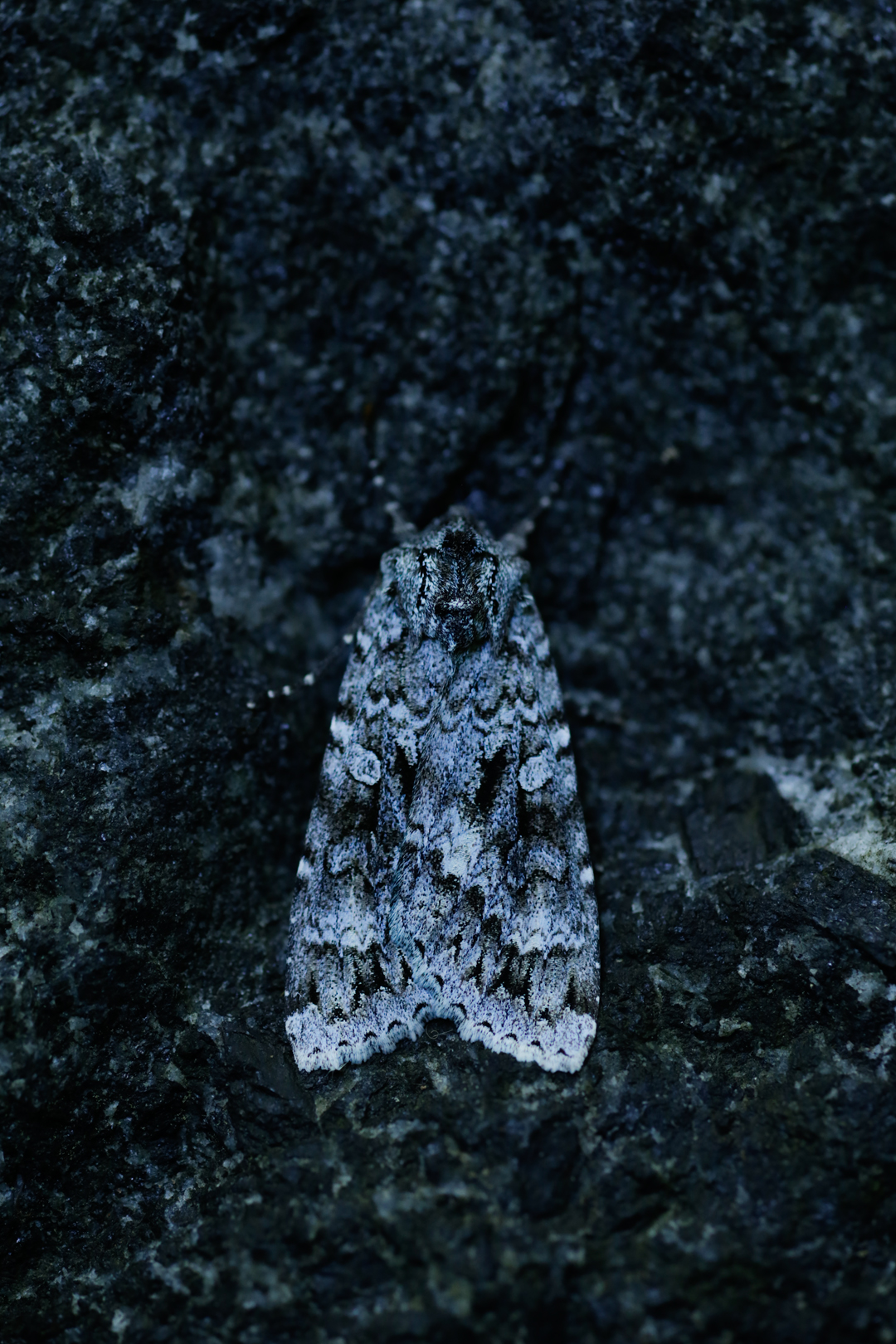 Photo de nature par Simon Bernier-Bilodeau