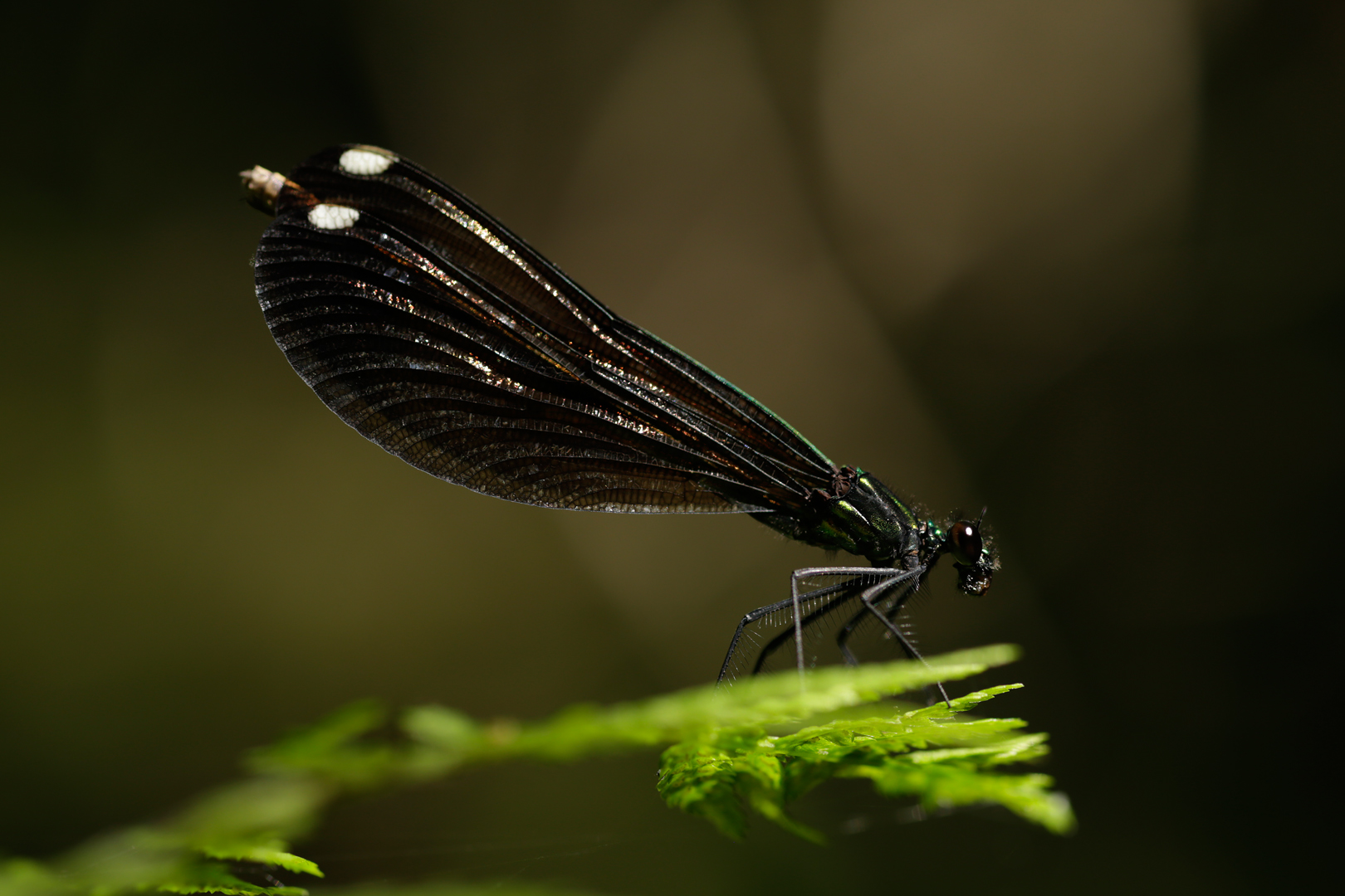Photo de nature par Simon Bernier-Bilodeau