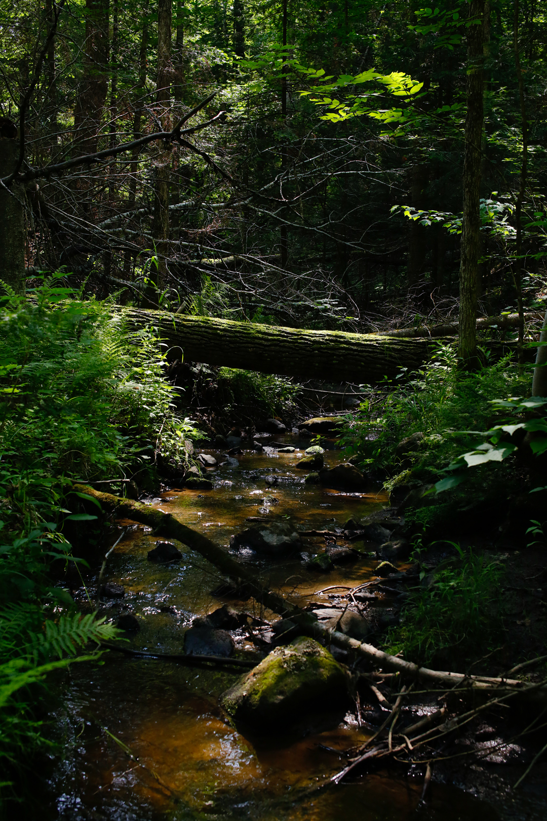 Photo de nature par Simon Bernier-Bilodeau