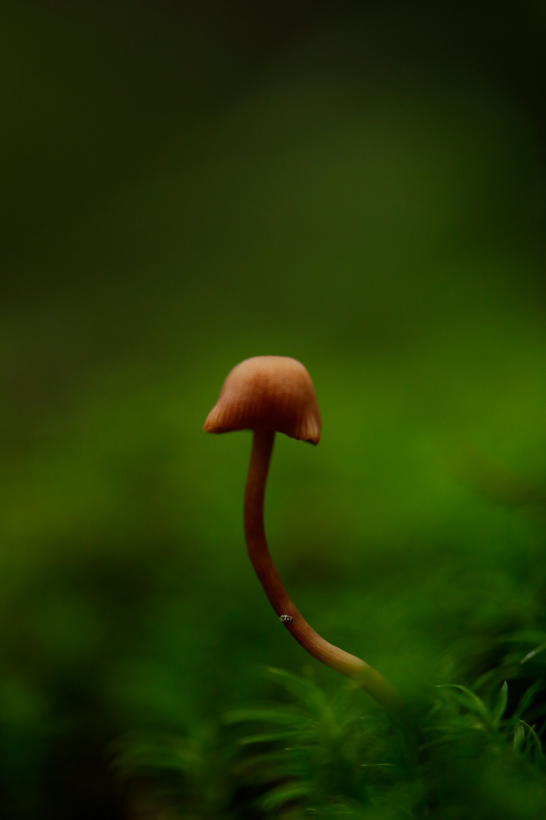 Photo de nature par Simon Bernier-Bilodeau