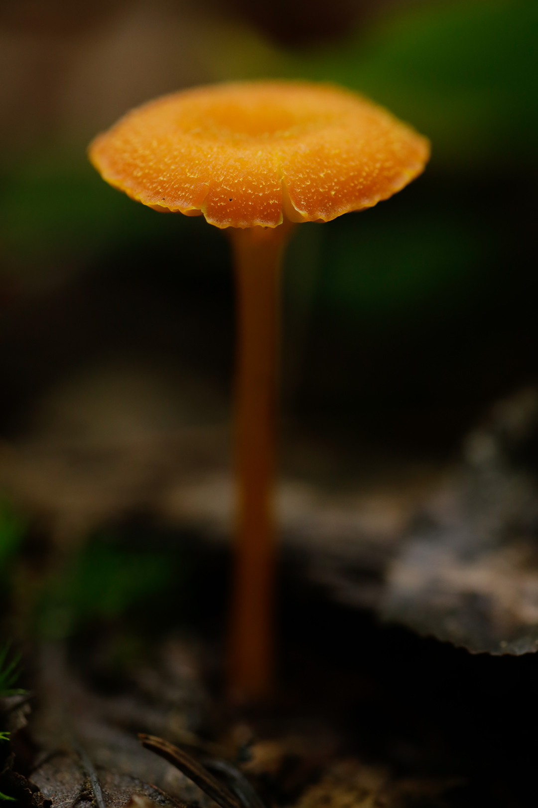 Photo de nature par Simon Bernier-Bilodeau