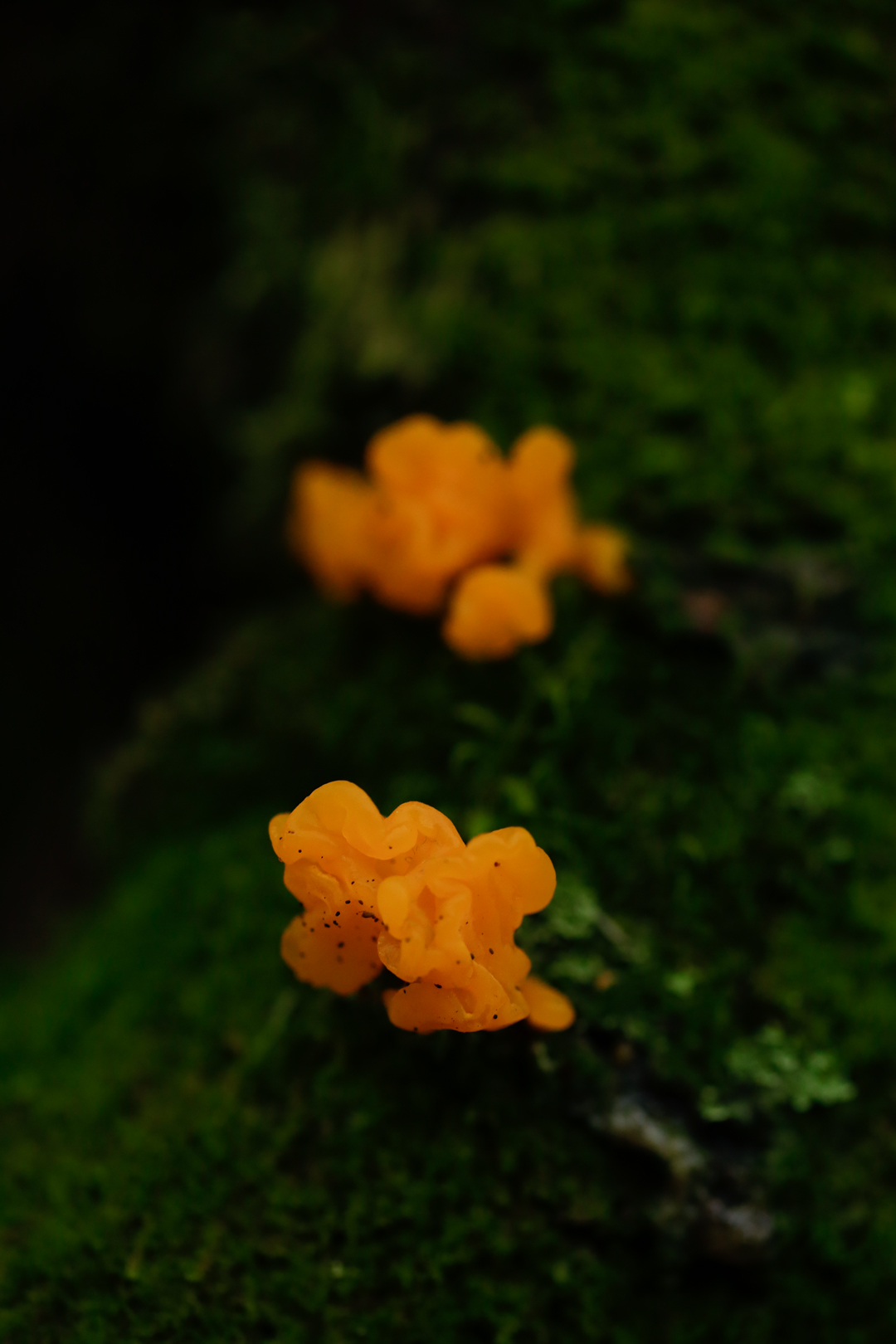 Photo de nature par Simon Bernier-Bilodeau