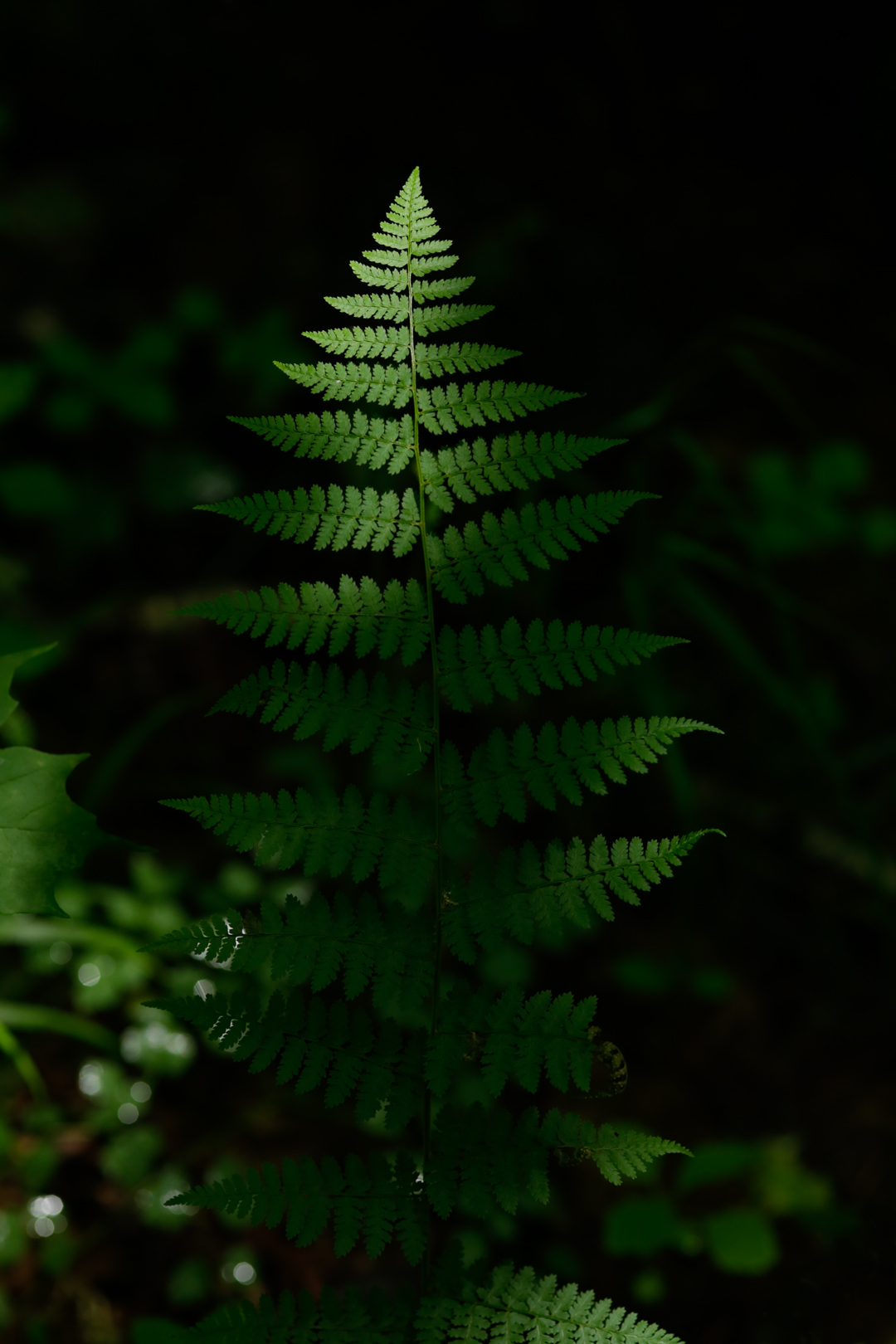 Photo de nature par Simon Bernier-Bilodeau
