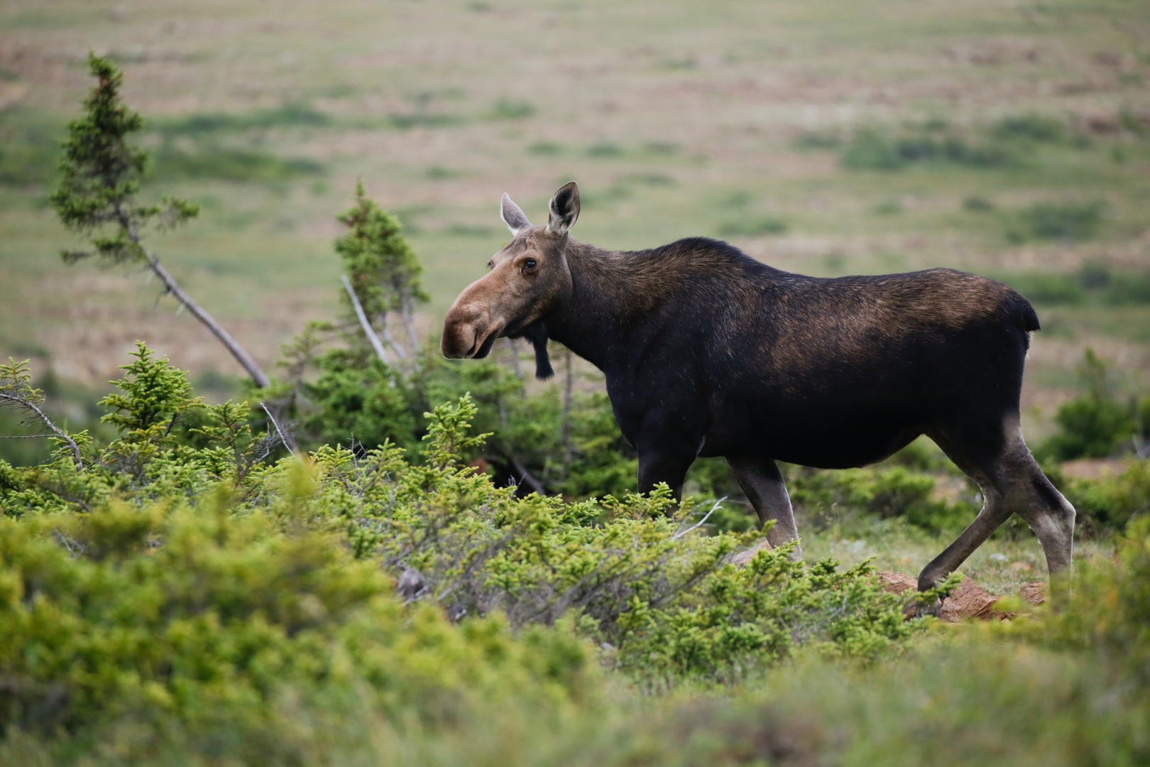 Photo de nature par Simon Bernier-Bilodeau