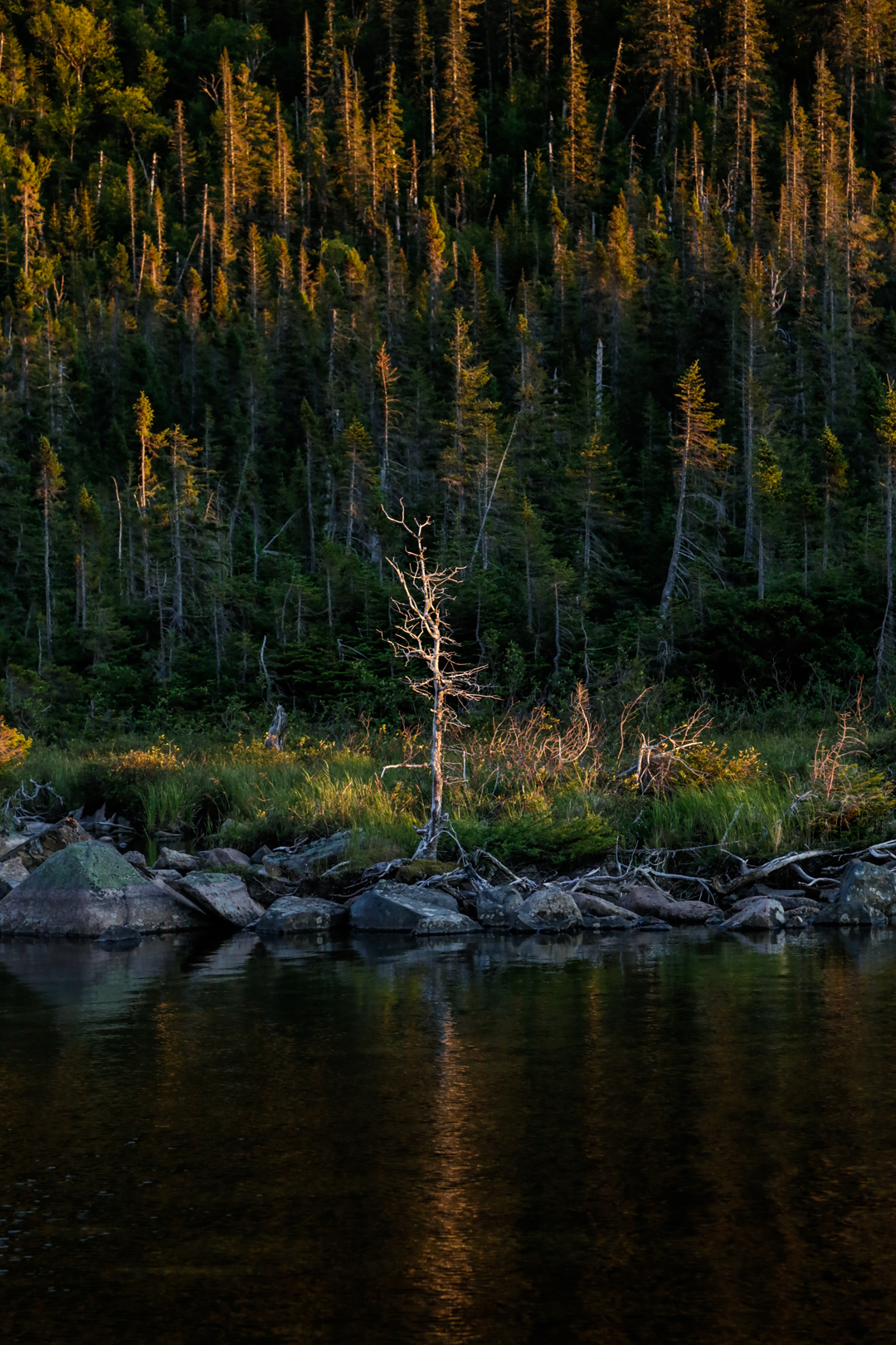Photo de nature par Simon Bernier-Bilodeau