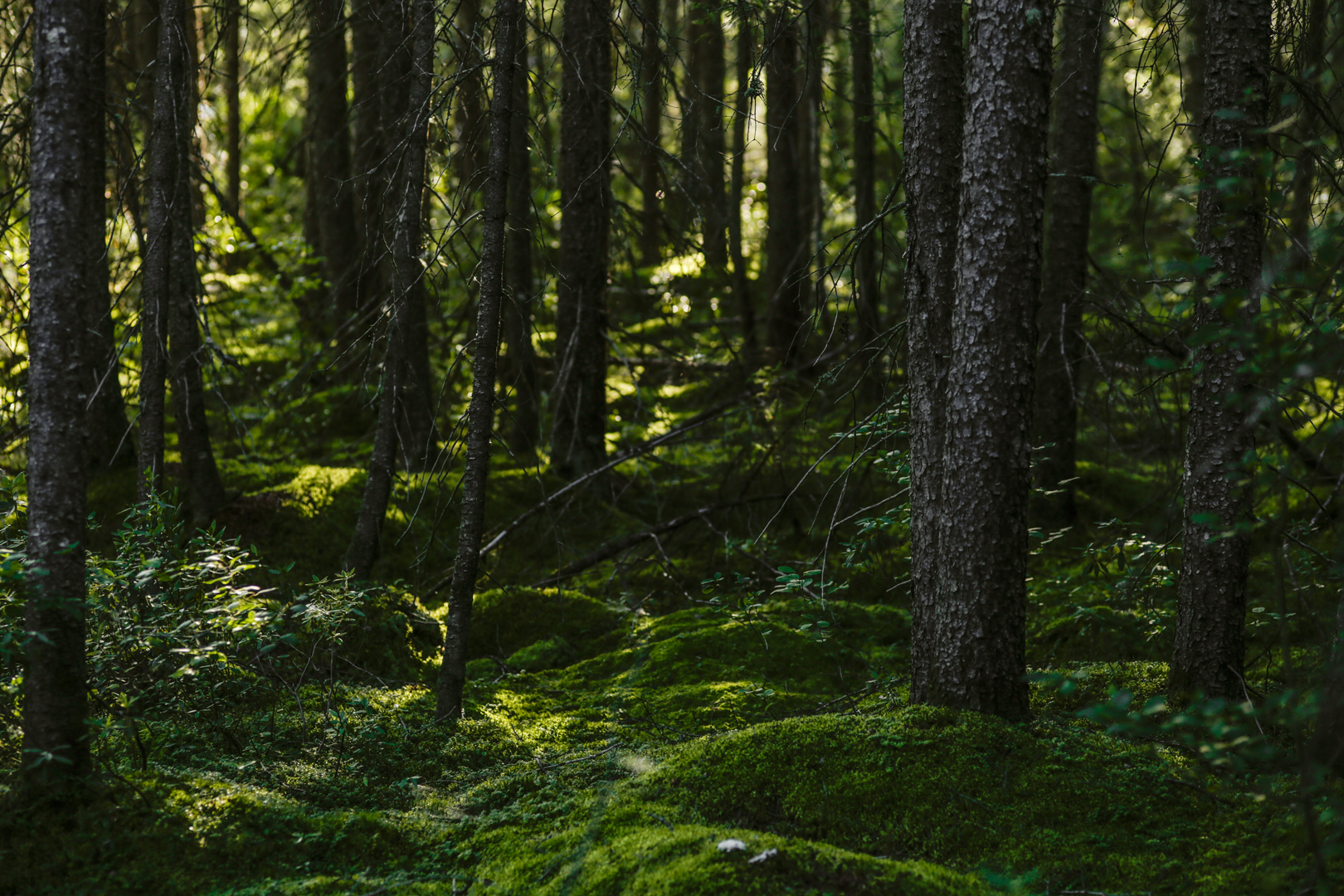 Photo de nature par Simon Bernier-Bilodeau